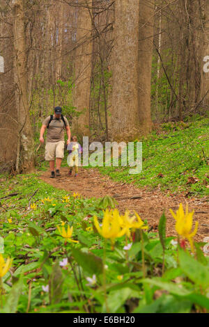 Lilly la truite, le concombre Gap Trail, Great Smoky Mountains National Park, California, USA Banque D'Images