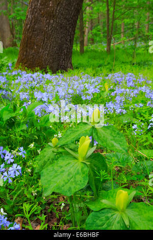 Trillium jaune, le chêne blanc lavabo sentier à l'écart de l'école, Sentier Great Smoky Mountains National Park, California, USA Banque D'Images