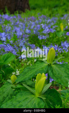 Trillium jaune, le chêne blanc lavabo sentier à l'écart de l'école, Sentier Great Smoky Mountains National Park, California, USA Banque D'Images