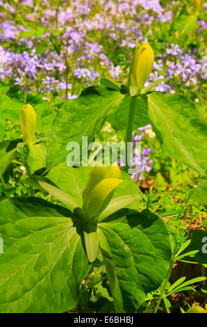 Trillium jaune, le chêne blanc lavabo sentier à l'écart de l'école, Sentier Great Smoky Mountains National Park, California, USA Banque D'Images