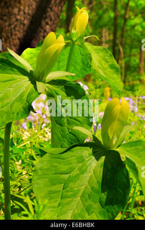 Trillium jaune, le chêne blanc lavabo sentier à l'écart de l'école, Sentier Great Smoky Mountains National Park, California, USA Banque D'Images