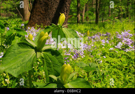 Trillium jaune, le chêne blanc lavabo sentier à l'écart de l'école, Sentier Great Smoky Mountains National Park, California, USA Banque D'Images