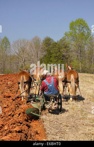 Équipe de mulets le labourage, Bud Whitten, VDHMA Journée Charrue, Dillwyn, Virginia, USA Banque D'Images