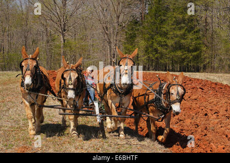 Équipe de mulets le labourage, Bud Whitten, VDHMA Journée Charrue, Dillwyn, Virginia, USA Banque D'Images