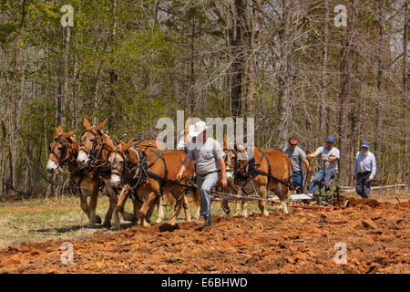 Équipe de mulets le labourage, Bud Whitten, VDHMA Journée Charrue, Dillwyn, Virginia, USA Banque D'Images