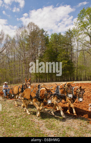 Équipe de mulets le labourage, Bud Whitten, VDHMA Journée Charrue, Dillwyn, Virginia, USA Banque D'Images