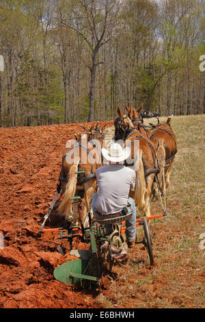 Équipe de mulets le labourage, Bud Whitten, VDHMA Journée Charrue, Dillwyn, Virginia, USA Banque D'Images