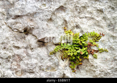 La flore de Ojcow Parc National. Maidenhair spleenwort (Asplenium trichomanes) croissant dans une lime rock. Banque D'Images