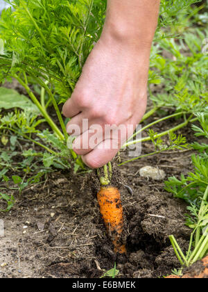 Femme libre de la main du jardinier le déracinement de carotte frais potager Banque D'Images