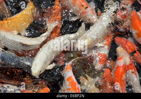 Poissons carpes koï japonais natation dans l'étang Banque D'Images