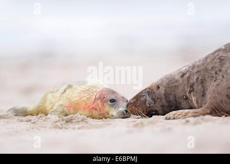 Phoque gris (Halichoerus grypus) pup, nouveau-né avec sa mère sur la plage de la dune de Heligoland, Schleswig-Holstein, Allemagne Banque D'Images