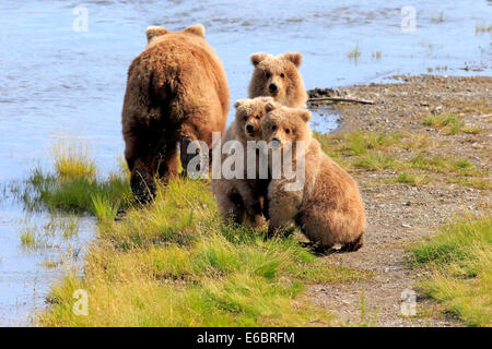 Ours grizzli (Ursus arctos horribilis) mère avec des petits à l'eau, Brooks River, Katmai National Park, Alaska et préserver Banque D'Images