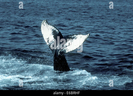 Baleine à bosse - Megaptera novaeangliae Banque D'Images