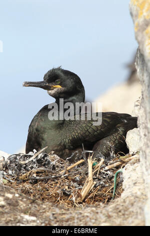 European shag (Phalacrocorax aristotelis), l'île aux oiseaux, la Norvège Varanger, Hornøya Banque D'Images