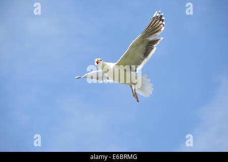 Goéland marin (Larus marinus), volant, ciel bleu, l'île aux oiseaux, la Norvège Varanger, Hornøya Banque D'Images