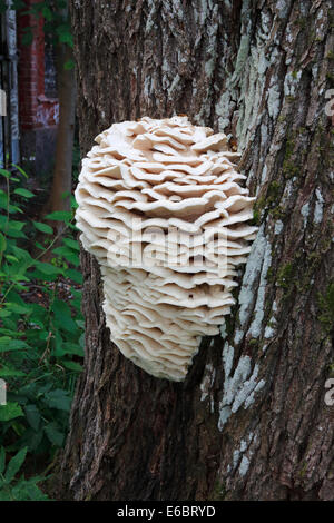 Climacodon septentrionalis champignon sur tronc d'arbre Banque D'Images