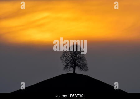 Tilleul (Tilia), sur la colline de la moraine, dans la lumière du soir, Hirzel, Canton de Zurich, Suisse