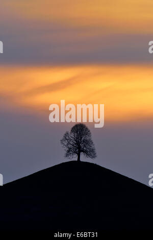 Tilleul (Tilia), sur la colline de la moraine, dans la lumière du soir, Hirzel, Canton de Zurich, Suisse