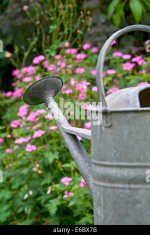 Gros plan d'un arrosoir métallique et de géraniums roses Fleurs dans un jardin de chalet en été Angleterre Royaume-Uni Royaume-Uni Grande-Bretagne Banque D'Images