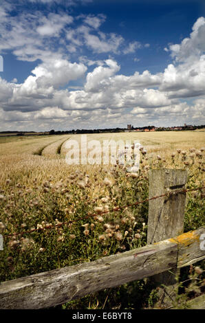 Champ de blé mûr à Orford suffolk angleterre Banque D'Images