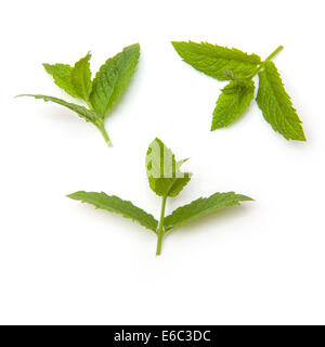 Feuille de menthe fraîche isolé sur un fond blanc studio. Banque D'Images