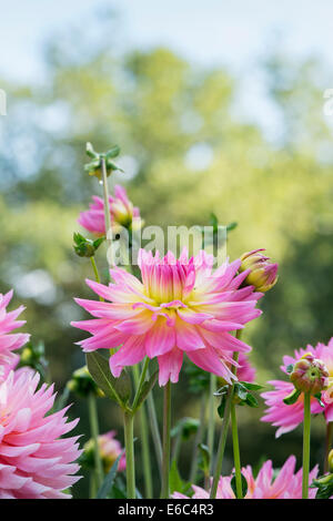 Dahlia 'Melody Gypsy" . Fleur de Cactus Dahlia Semi Banque D'Images