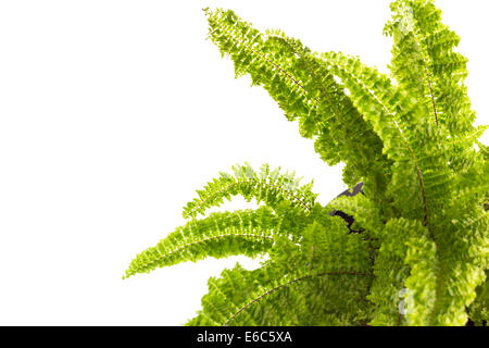 Fern cultivées dans le pot en plastique noir sur fond blanc Banque D'Images