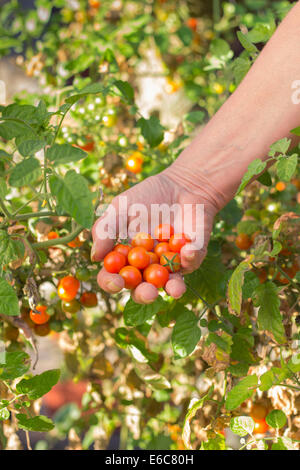 Main tenant la tomate cerise bio Banque D'Images