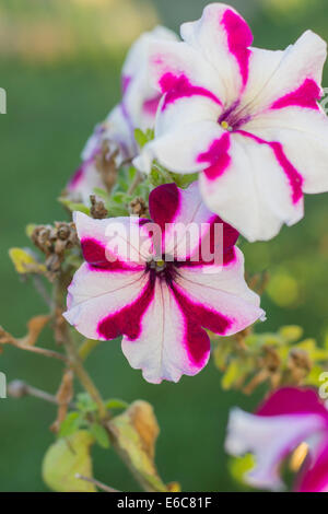 Belle rose et blanc petunia foisonnent dans le jardin fleuri, gros plan Banque D'Images