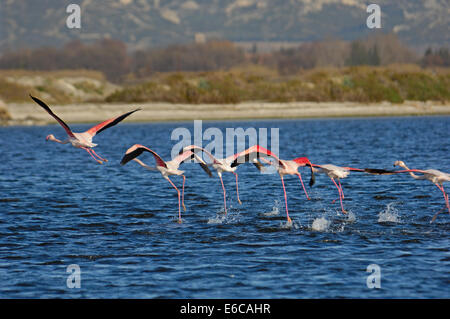 Volée de flamants roses (Phoenicopterus ruber Plus) décolle dans une rangée, Berre l'Etang, Provence, France Banque D'Images