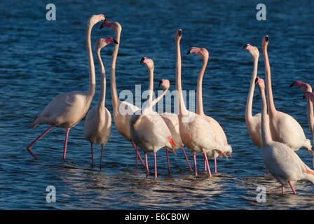 Volée de flamants roses (Phoenicopterus ruber plus) pendant la saison des amours, Berre l'Etang, Provence, France Banque D'Images