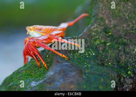 Sally Lightfoot Crab (Grapsus grapsus), le rock, l'île d'Espanola, îles Galapagos, Equateur Banque D'Images