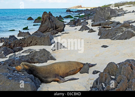 Lion de mer Galapagos (Zalophus californianus wollebaeki) dormir sur la plage, l'île d'Espanola, îles Galapagos, Equateur Banque D'Images