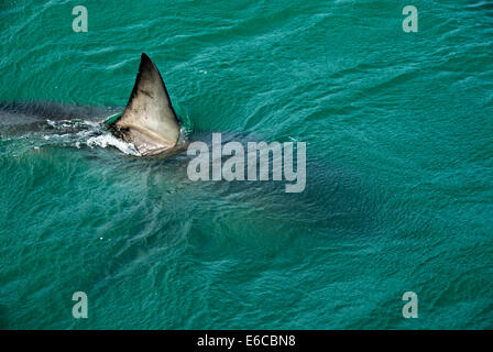 Nageoire dorsale d'un grand requin blanc (Carcharodon carcharias) nager près de la surface de l'eau, Gansbaii, Afrique du Sud Banque D'Images