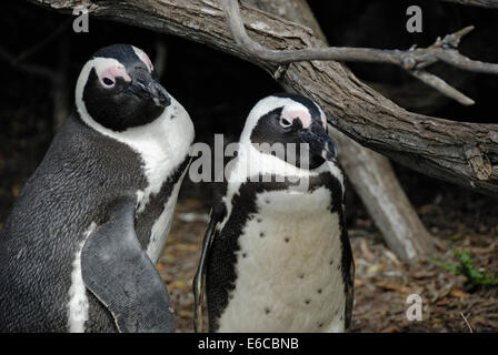 Couple de pingouins Jackass à pieds noirs (Speniscus demersus), Betty's Bay, South Western Cape, Afrique du Sud Banque D'Images