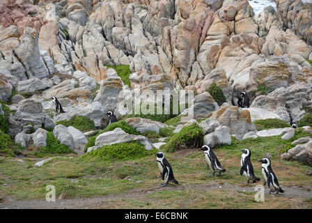 Putois pingouins Jackass (Speniscus demersus), Betty's Bay, South Western Cape, Afrique du Sud Banque D'Images