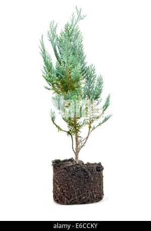 Thuja avec la saleté isolated on white Banque D'Images