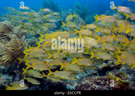 Sanctuaires marins promouvoir la protection des espèces marines, telles que l'Achigan à petite bouche ces grognements. Banque D'Images