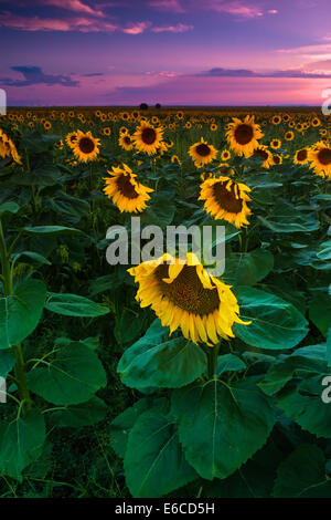 Tournesols indéfiniment sur les plaines du Colorado à l'est de Denver comme le ciel d'été peint un magnifique coucher de soleil Banque D'Images