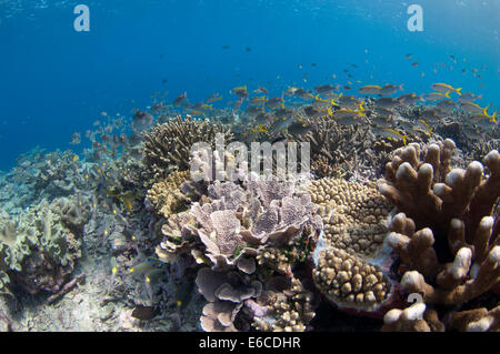 Les récifs coralliens peu profonds avec des poissons colorés et coraux dans l'Atoll, Maldives Banque D'Images