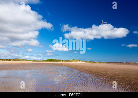 Sternes sur la plage par une colonie de Sternes arctiques et peu près de Newton, Bas Norhumberland, UK. Banque D'Images