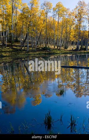 L'Utah. USA. La formation de glace sur le lac Mud ci-dessous de peuplier faux-tremble (Populus tremuloides) en automne. Plateau de Sevier. Fishlake National Forest. Banque D'Images