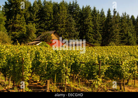 USA, Washington, l'île de Whidbey. Cave et vignoble sur l'île de Whidbey. Banque D'Images