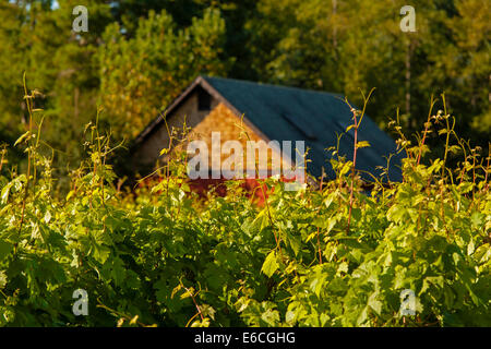 USA, Washington, l'île de Whidbey. Cave et vignoble sur l'île de Whidbey. Banque D'Images