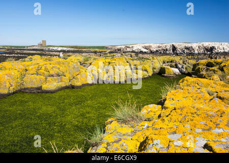 Algues vertes et de lichen jaune sur les îles Farne, Northumberland, Angleterre. Banque D'Images