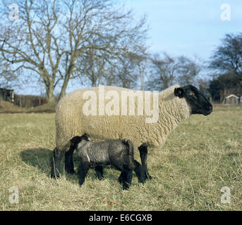 Moutons - Ovis aries Banque D'Images