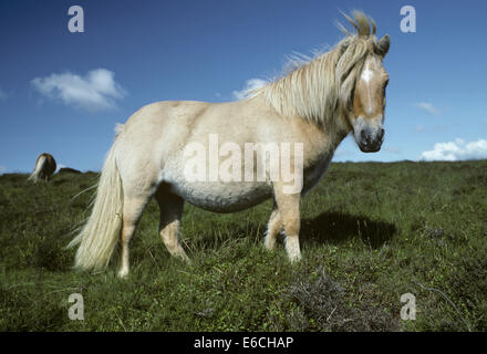 Poney Dartmoor - Equus ferus caballus Banque D'Images