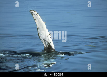 Baleine à bosse - Megaptera novaeangliae Banque D'Images