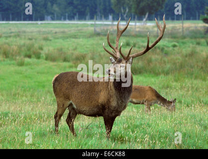 Red Deer - Cervus elaphus Banque D'Images