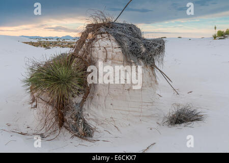 Soaptree Yucca (Yucca elata) piédestal dans le parc national de White Sands (anciennement Monument national) au Nouveau-Mexique. Banque D'Images